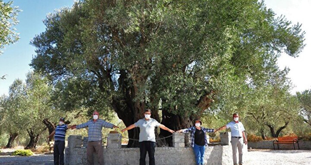 madenciler-zeytin-talanini-az-buldu-WvrScwfd.jpg