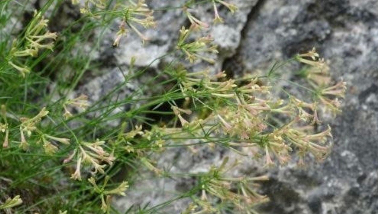 endemik bitki turu kesfedildi paflagonya belumotu adiyla literature girdi TsIBV8Tf