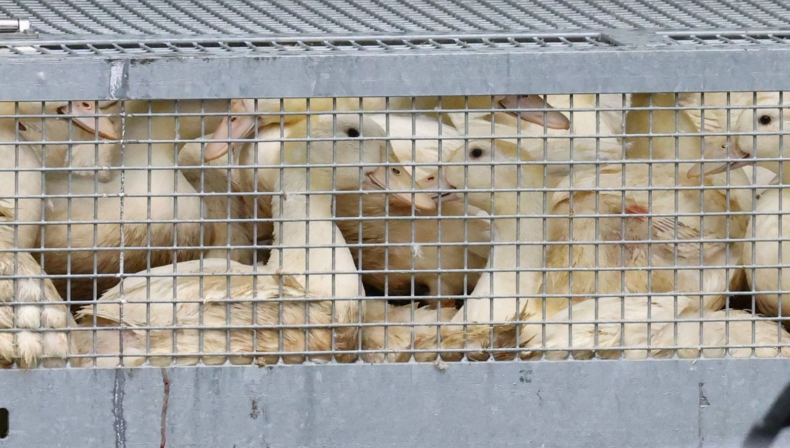 almanyada kus gribi 400 bin fazla hayvan itlaf edildi jEhtGikg.jpg