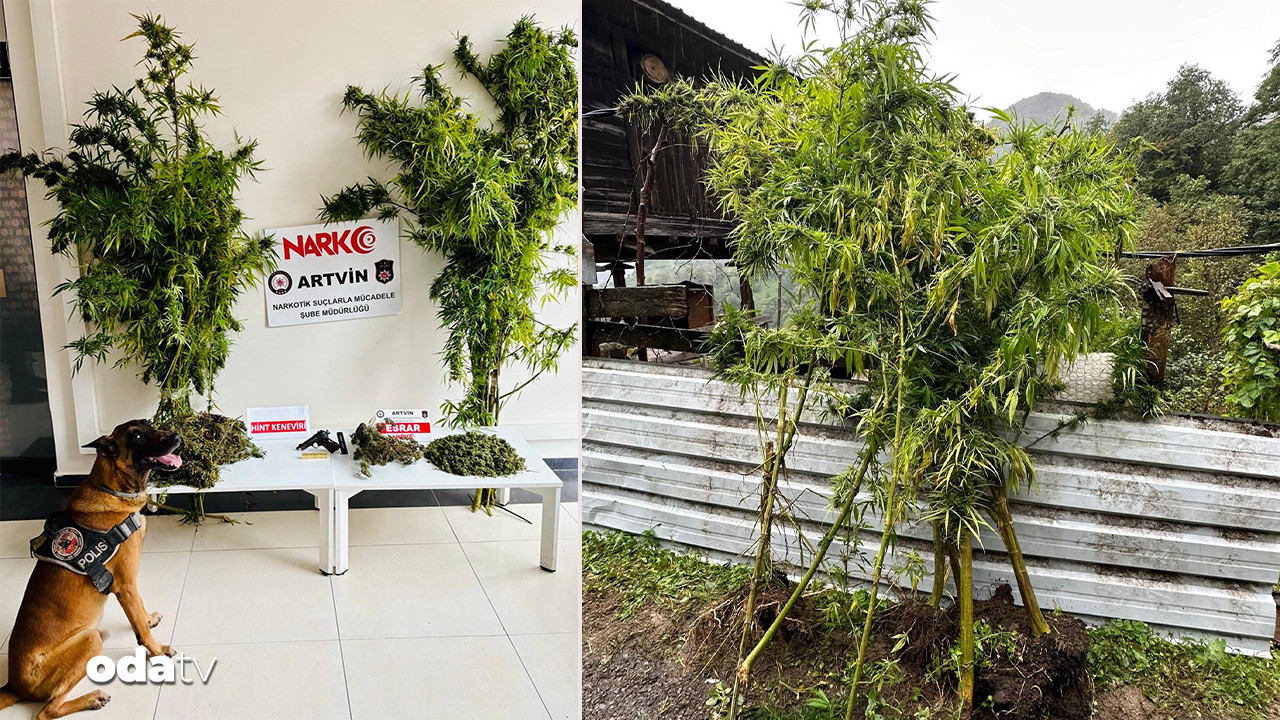 artvinde 1 kilo 151 gram esrar ele gecirildi NZflN4a6.jpg