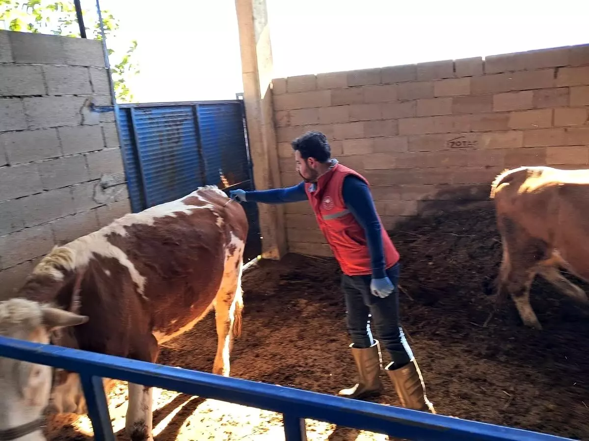 aydinda buyukbas hayvanlar sap hastaligina karsi asilaniyor m5u91lY1.jpg