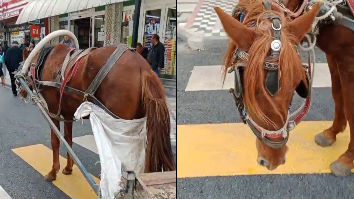 edirnede at arabasini yaya gecidine park eden kisiye para cezasi uygulandi F47UpFjL.jpg