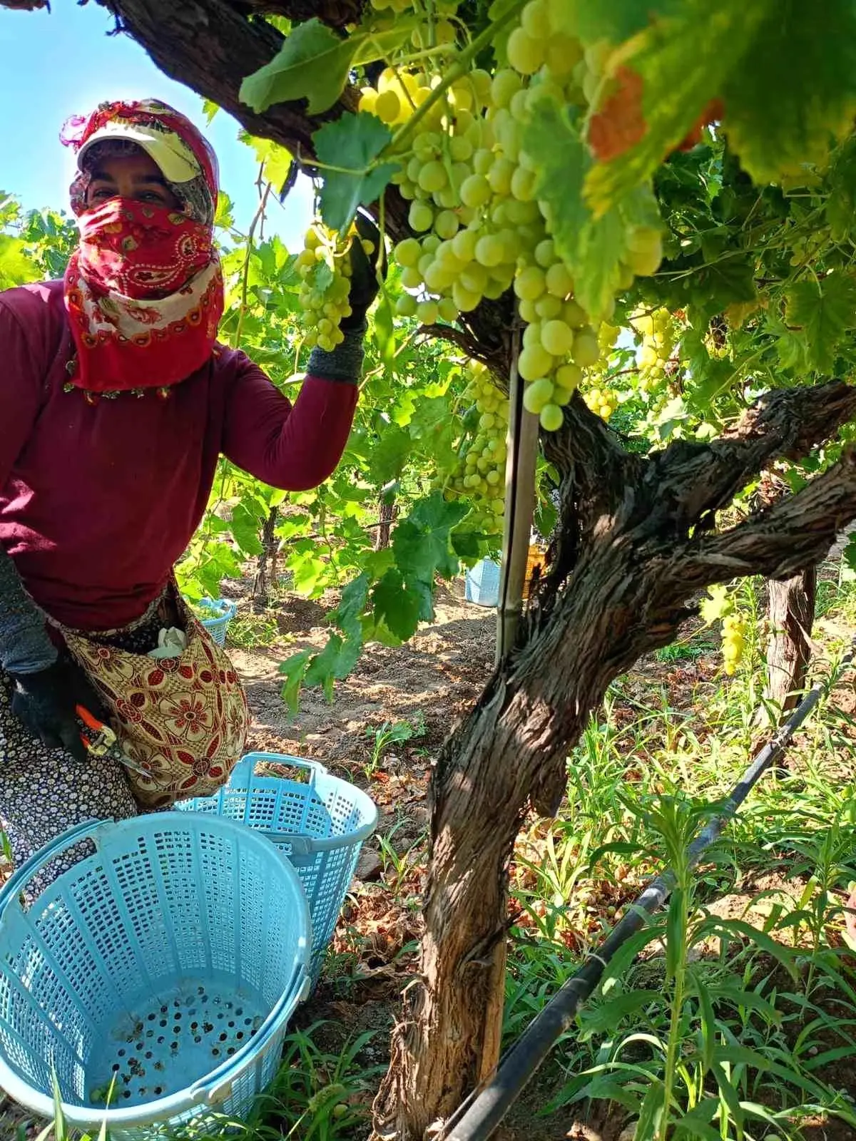 sarigolde uzum hasadi yogun devam ediyor vaQxL8wZ