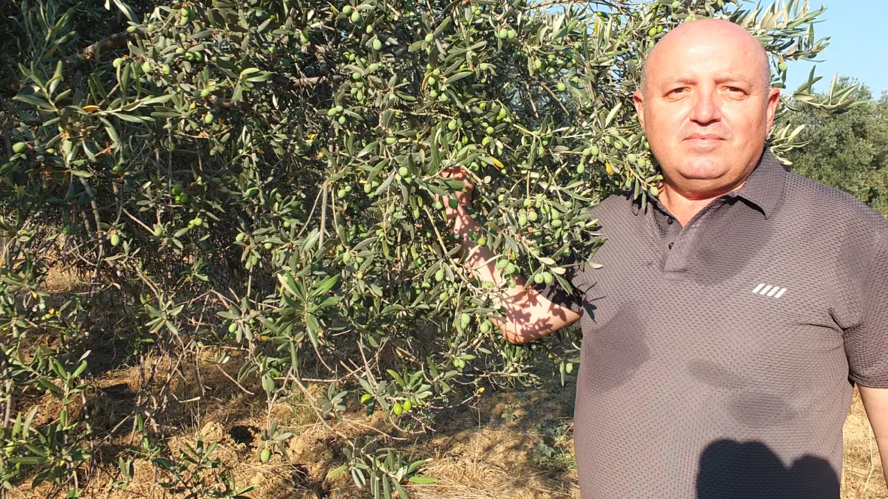 Zeytin üreticisi hasat öncesi destek istiyor: ‘Yüksek maliyet üreticiyi zorluyor’ Img