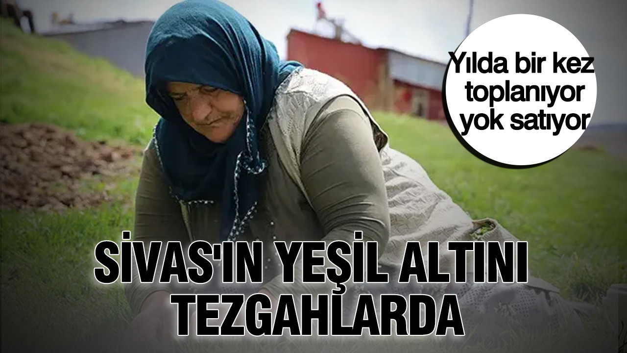 Sivas’ın yeşil altını tezgahlarda: Yılda bir kez toplanıyor, yok satıyor Img