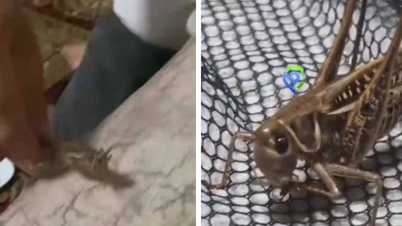 Dev çekirgeye marul verip evcilleştirdi! Herkes korku ile beklerken o arkadaş oldu Img