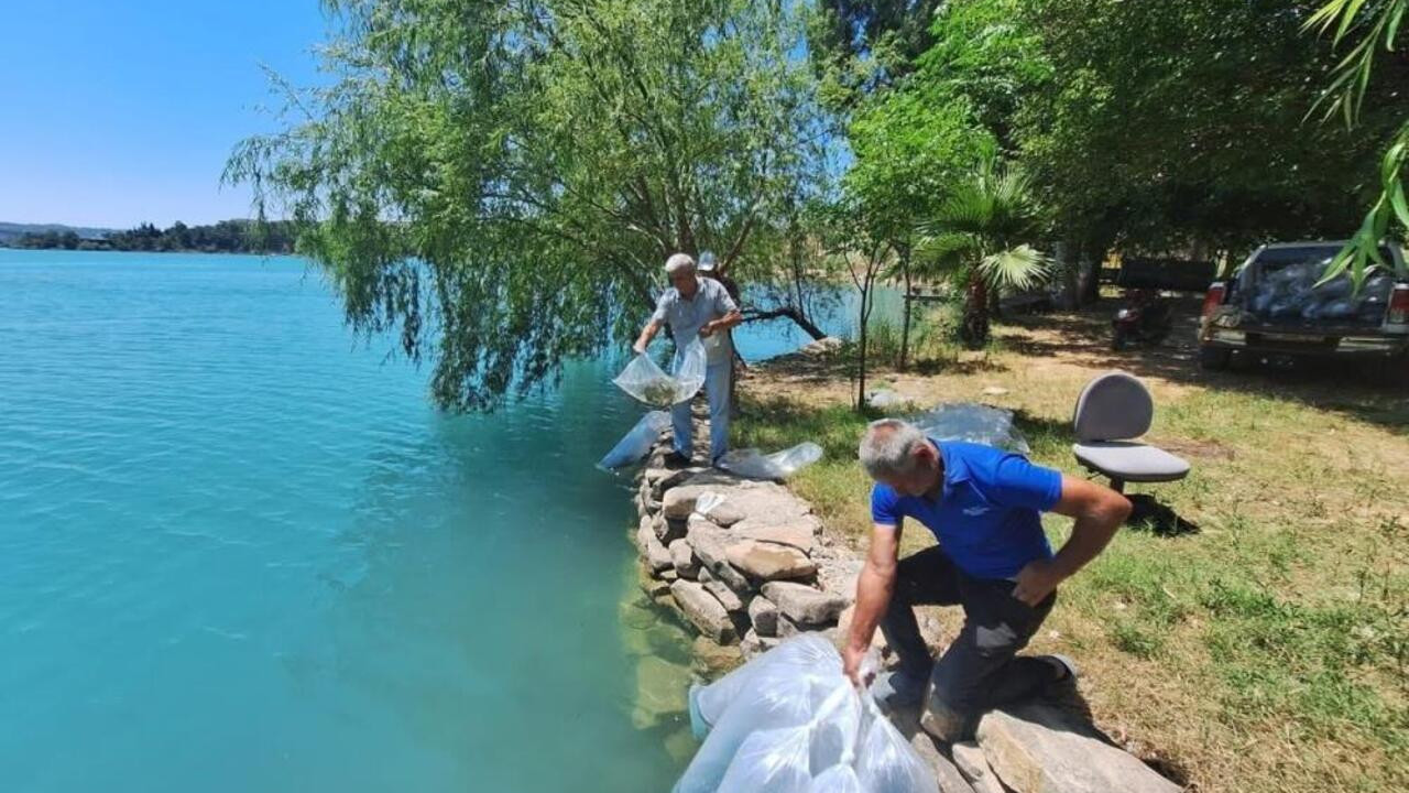 Manavgat’ta baraj gölüne 400 bin balık yavrusu bırakıldı Img